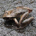 Broad-palmed Frog