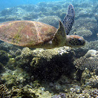 Green Sea Turtle