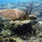 Green Sea Turtle