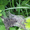 Ermine Moth (larval web!)