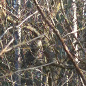 Eastern screech owl