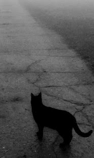 How to get Black Cats Wallpapers 1.0 mod apk for laptop