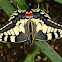 Old World Swallowtail