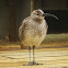 Whimbrel