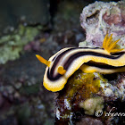Josh's Chromodoris