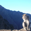 Macaque