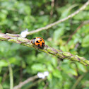 Variable Lady Beetle