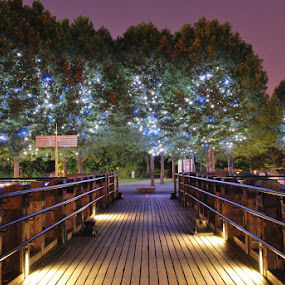 Magic Trees by Alessandro Pinto - City,  Street & Park  Neighborhoods ( night photographt, london, street, southbank, pier, trees )
