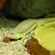 Schneider's Skink
