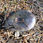 Russula