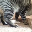 Tabby