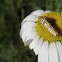 Ailanthus webworm