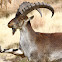 Walia Ibex