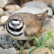 Killdeer