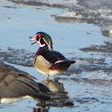 Wood Duck