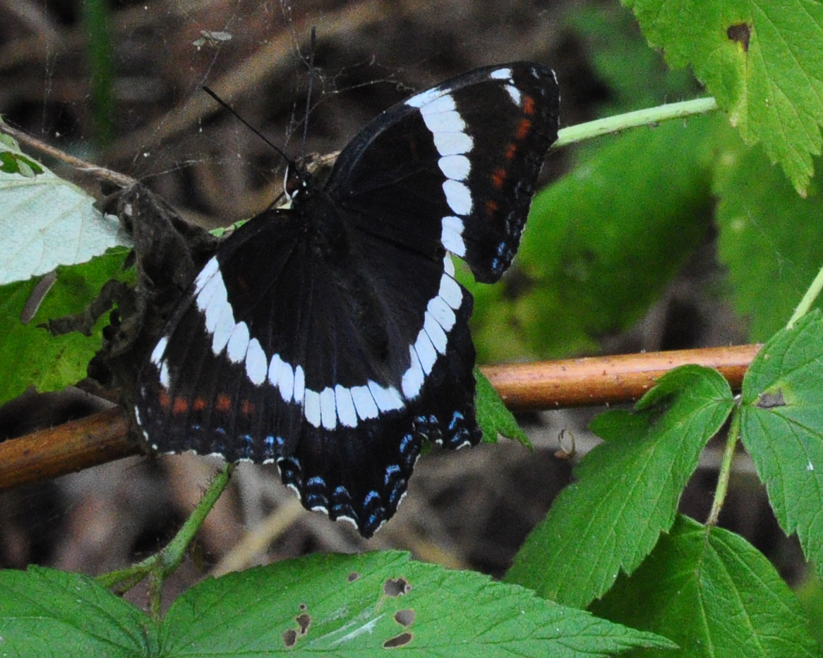 White Admiral