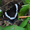 White Admiral