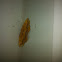 Bordered Beauty or Puntige zoomspanner