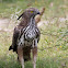 Changeable Hawk Eagle