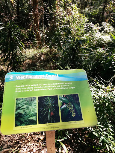 Wet Eucalyptus Forest.