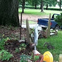 Eastern grey squirrel