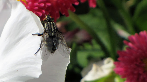 Spotting Image 1