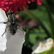 Flesh-fly