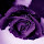 JenniferBurris-Peterson