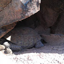 Desert tortoise