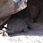Desert tortoise