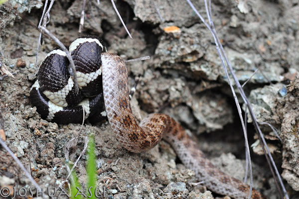 Ca. King Snake eating Ca. Night Snake | Project Noah