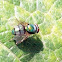 Fly