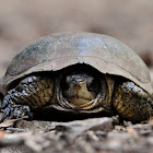 Western Pond Turtle