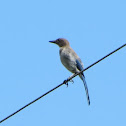 Scrub Jay