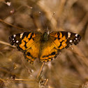 American Painted Lady