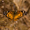 American Painted Lady