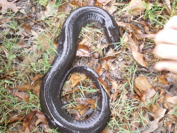 Spotting Image 1