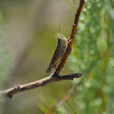 Grasshopper