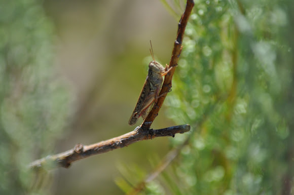 Spotting Image 1