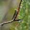 Grasshopper