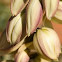 Narrowleaf Yucca