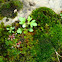 Rue-leaved Saxifrage