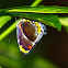 White Nymph