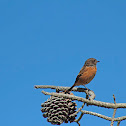 European Stonechat / Cartaxo-comum