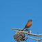 European Stonechat / Cartaxo-comum