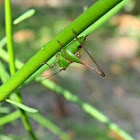 katydid