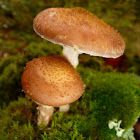Humungous fungus