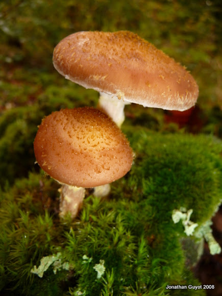 Spotting Image 1