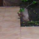 Unknown spotting