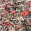 Red-leaf Barberry